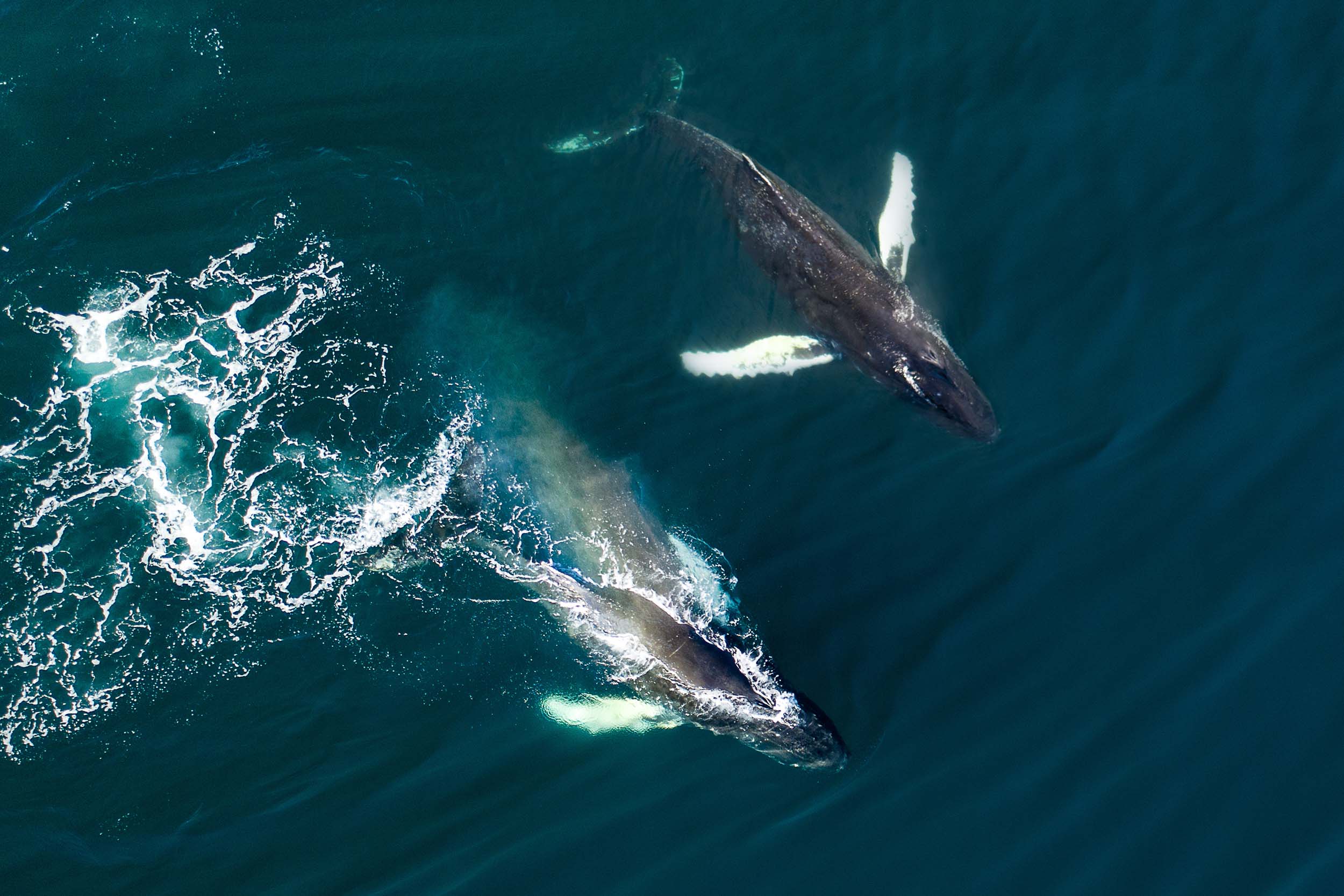 Le deuxième océan le plus vaste au monde après l’Océan Pacifique.