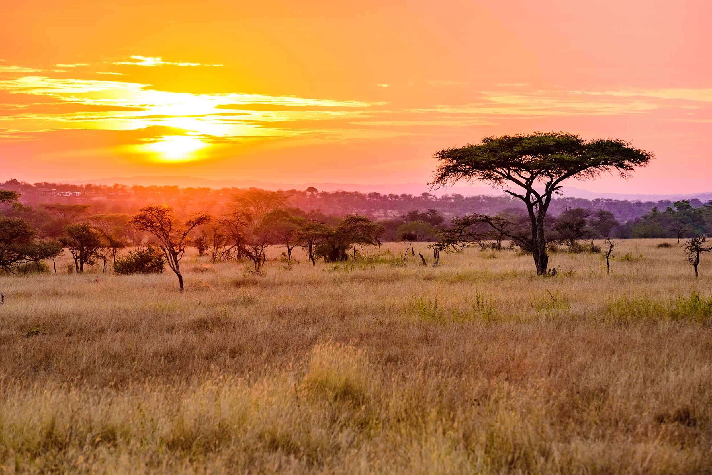 La savane la plus vaste du monde.