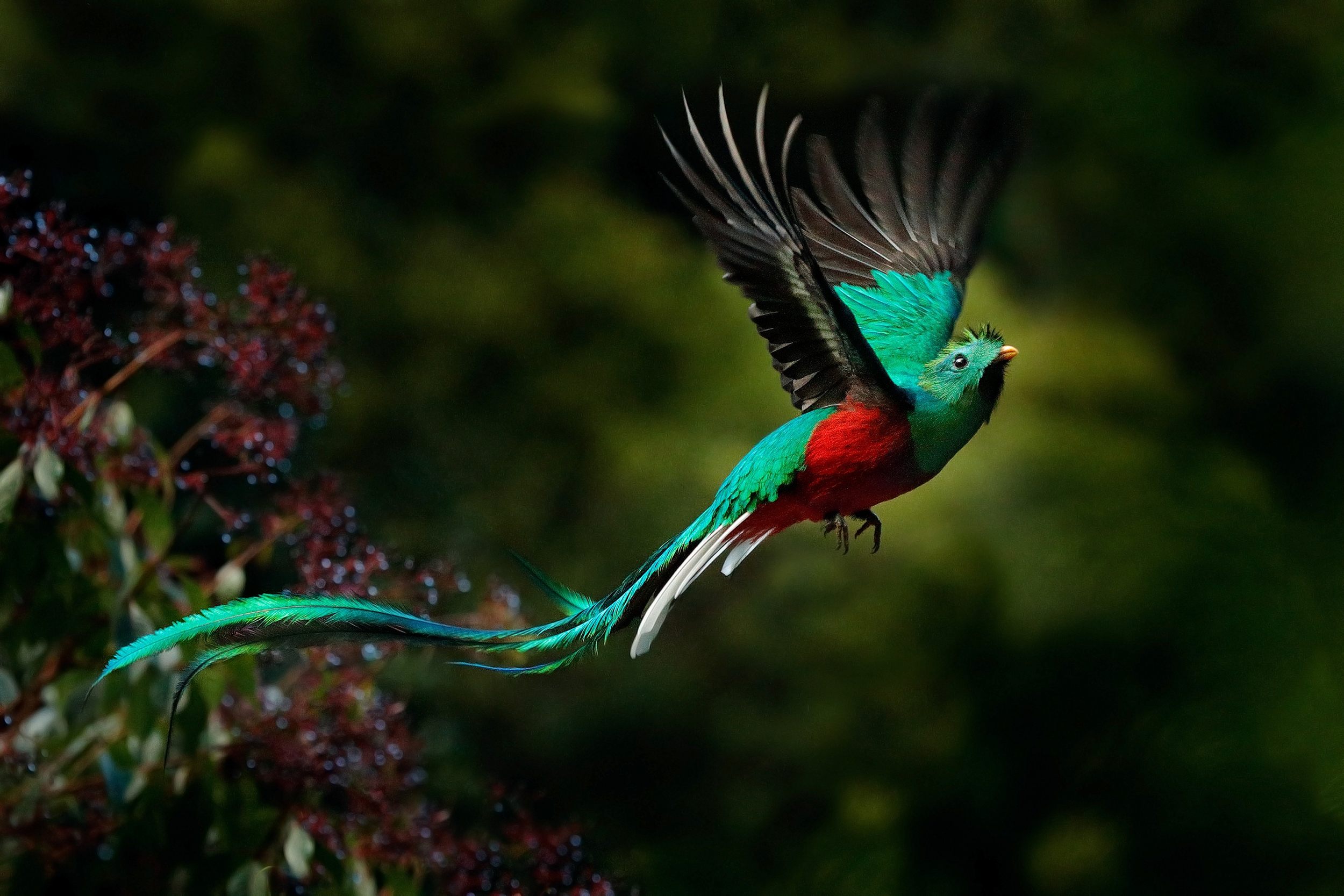 Quetzal resplendissant Pharomachrus moccino volant dans la jungle équatoriale d'altitude forêt tropicale humide de nuages du Costa Rica