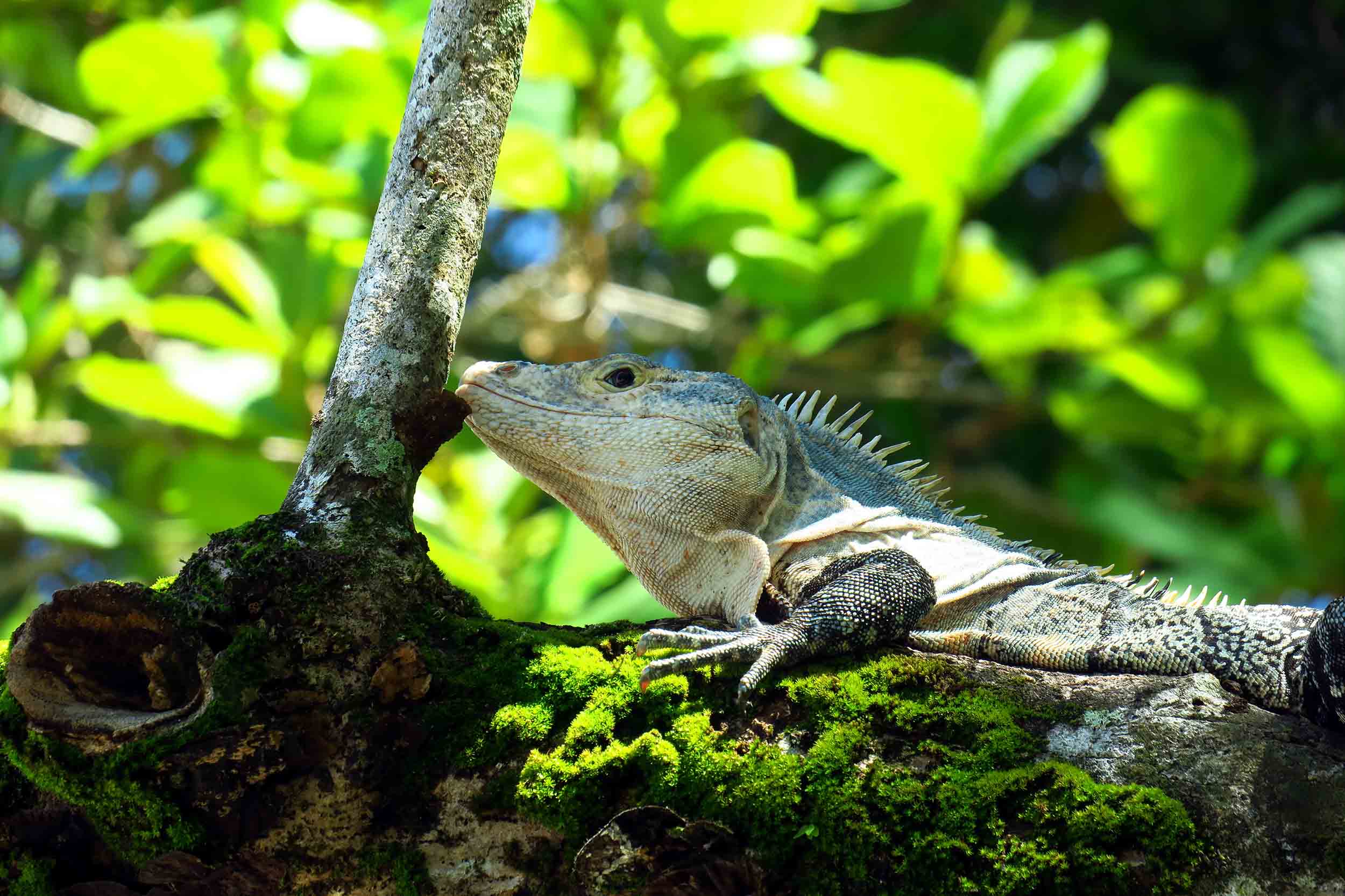 Iguane noir à queue épineuse Ctenosaura similis en vue rapprochée perché sur une branche dans la jungle équatoriale d'altitude forêt tropicale humide de nuages du Costa Rica
