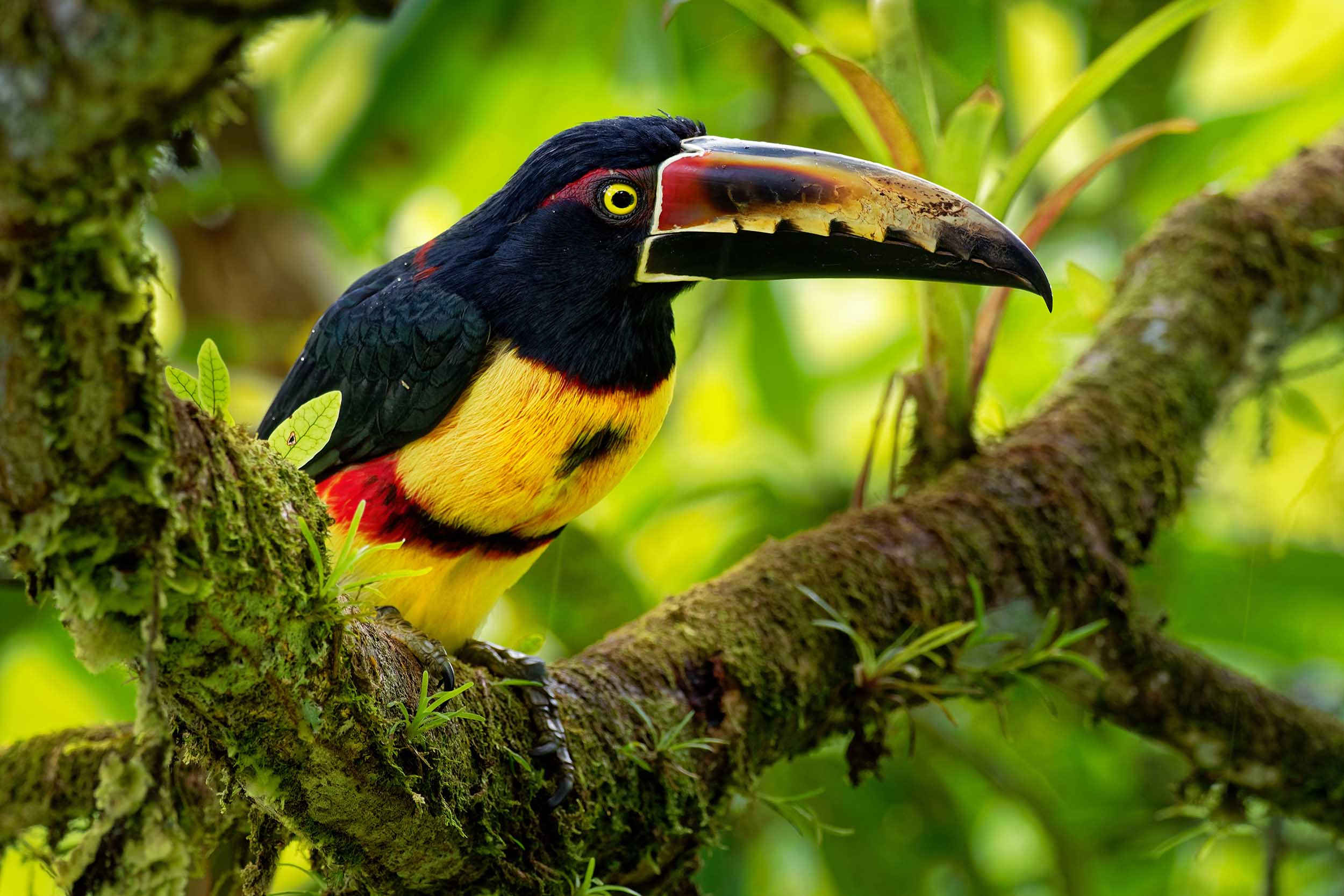Toucan coloré araçari à collier Pteroglossus torquatus en vue rapprochée perché sur une branche dans la jungle équatoriale forêt tropicale humide centro-américaine