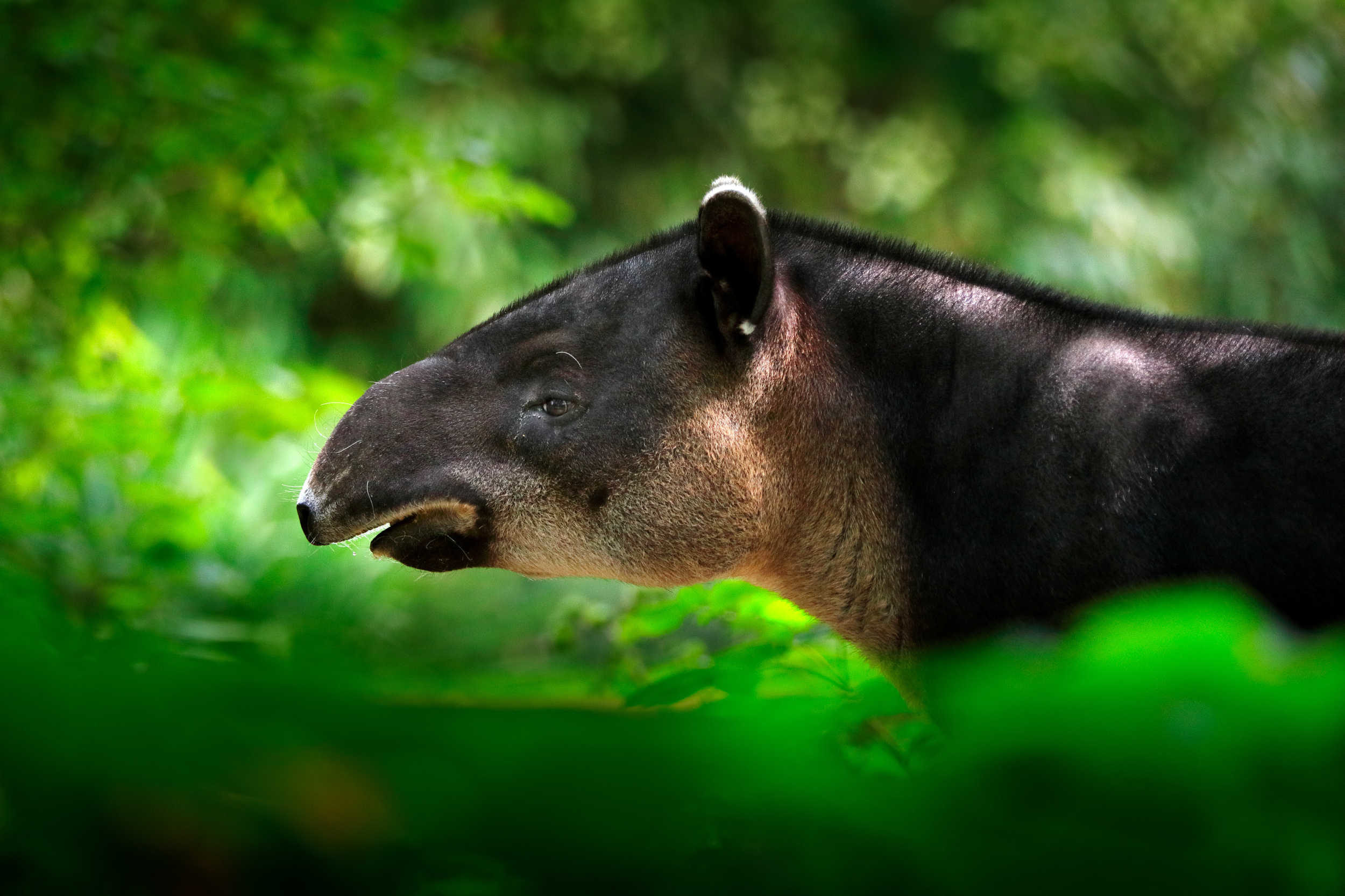 Tapir de Baird Tapirus bairdii en vue rapprochée dans la végétation de la jungle équatoriale forêt tropicale humide centro-américaine