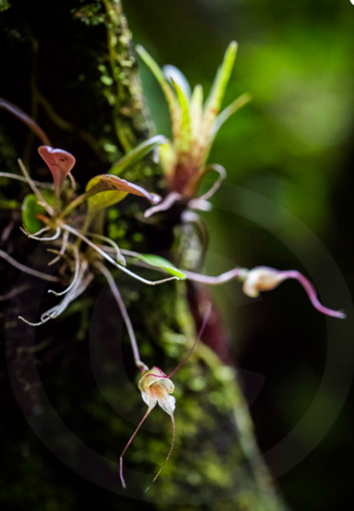Petite orchidée jaune mauve épiphyte sur un tronc d'arbre de la jungle équatoriale forêt tropicale humide