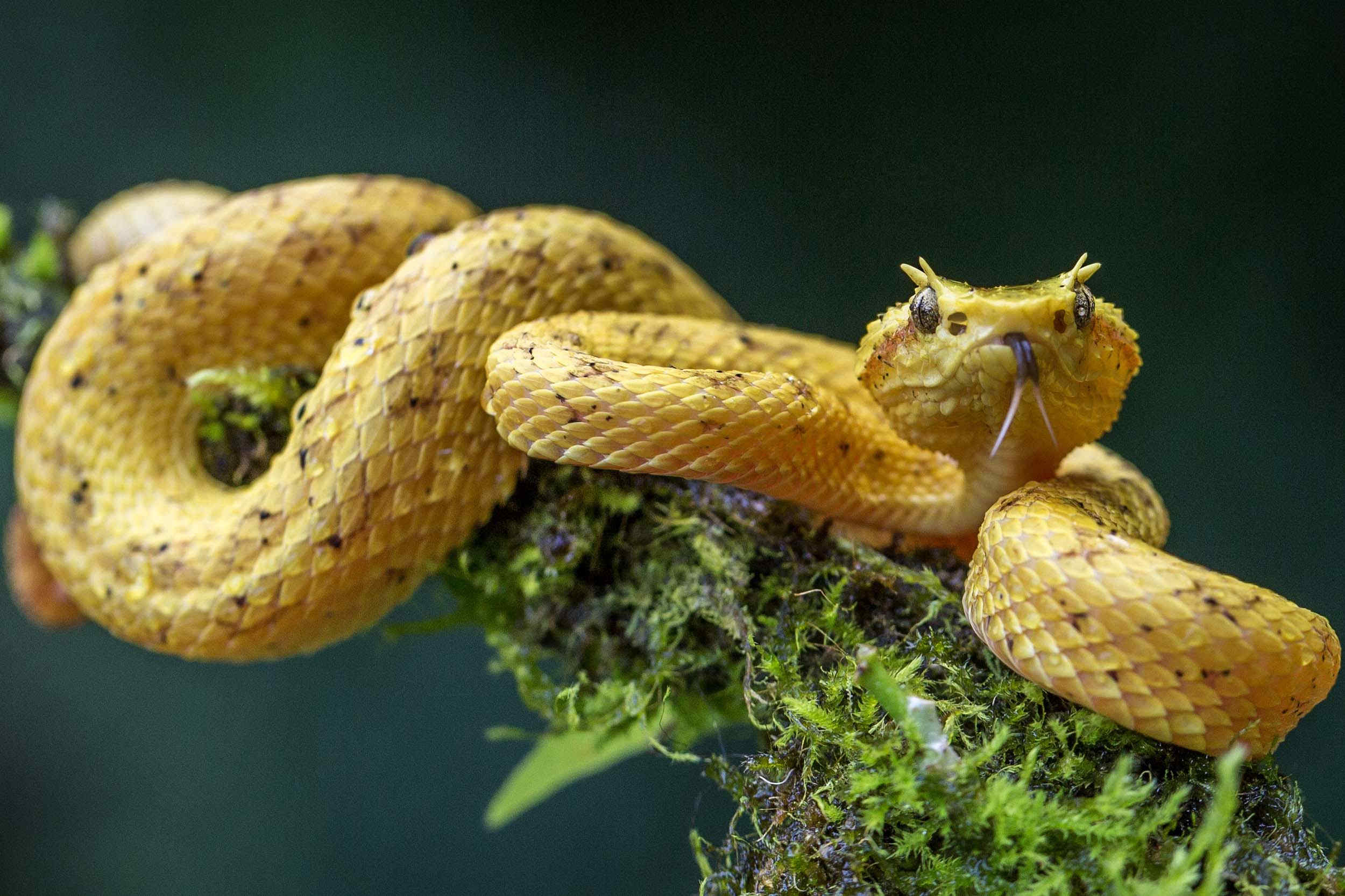 Vipère à cils Bothriechis schlegelii en vue rapprochée postée sur une branche de la forêt tropicale humide