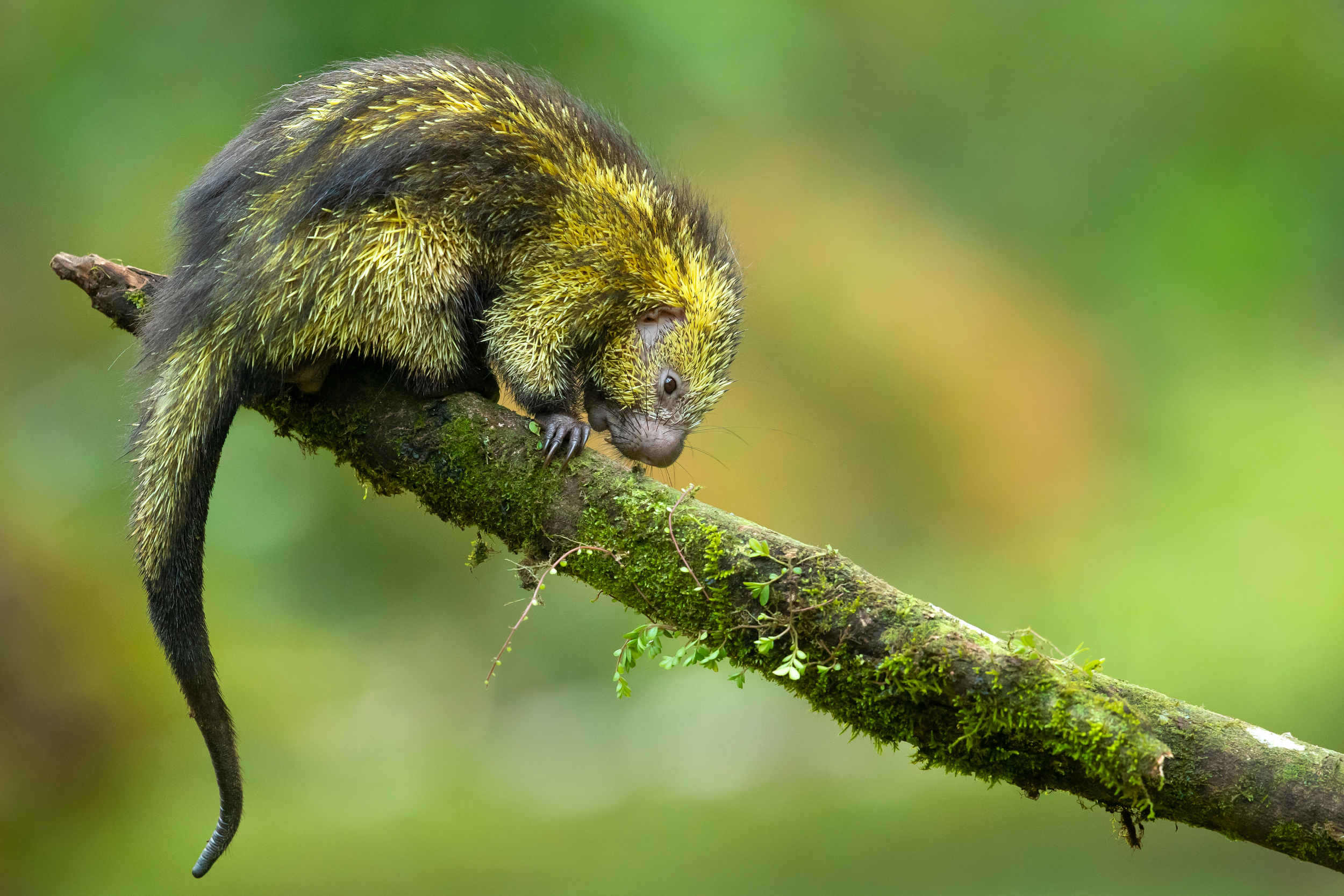 Porc-épic nain mexicain Coendu Mexicanus sur une branche d'arbre de la jungle équatoriale d'altitude forêt tropicale humide de nuages du Costa Rica