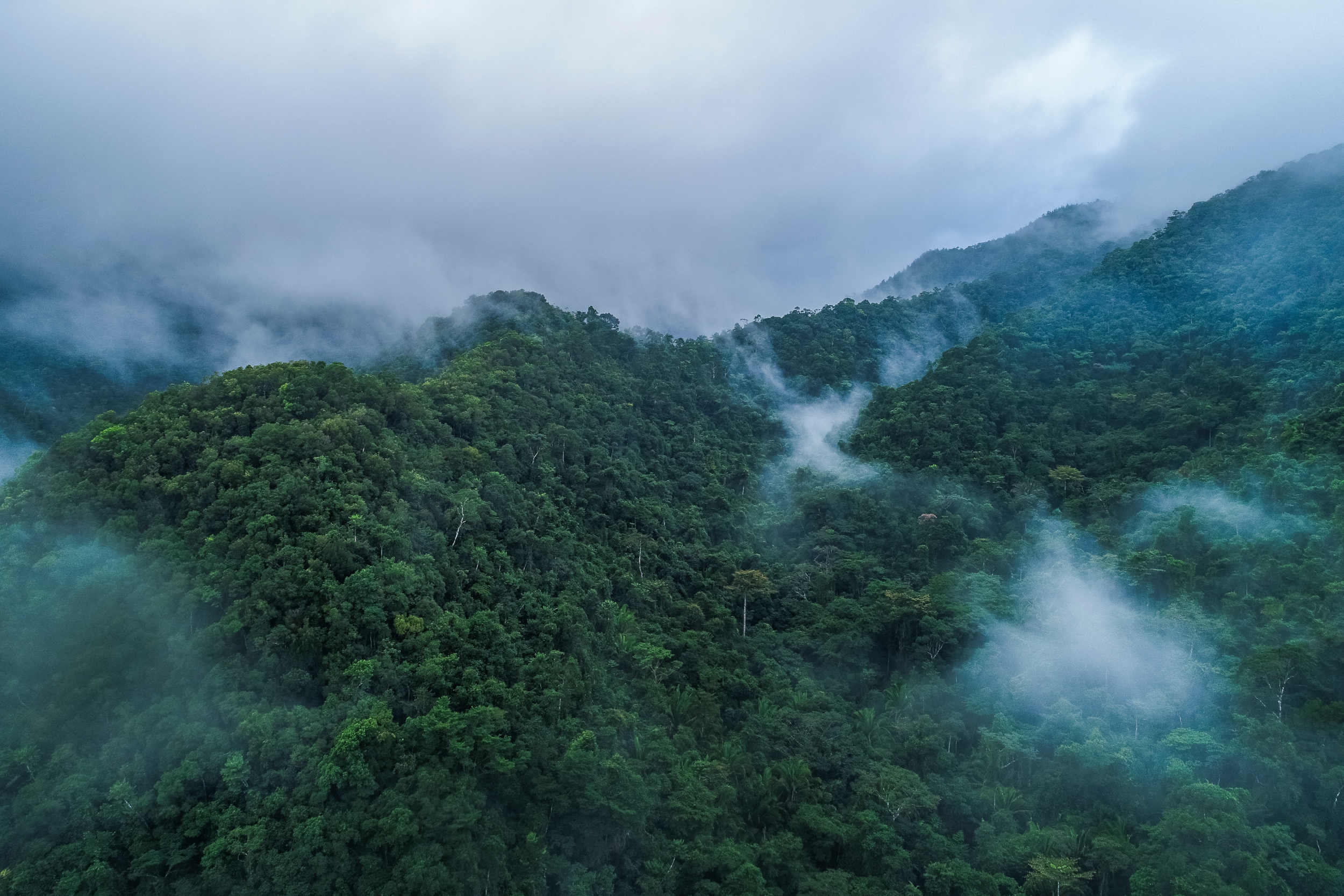Brume nuageuse de la jungle équatoriale d'altitude forêt tropicale humide de nuages centro-américaine