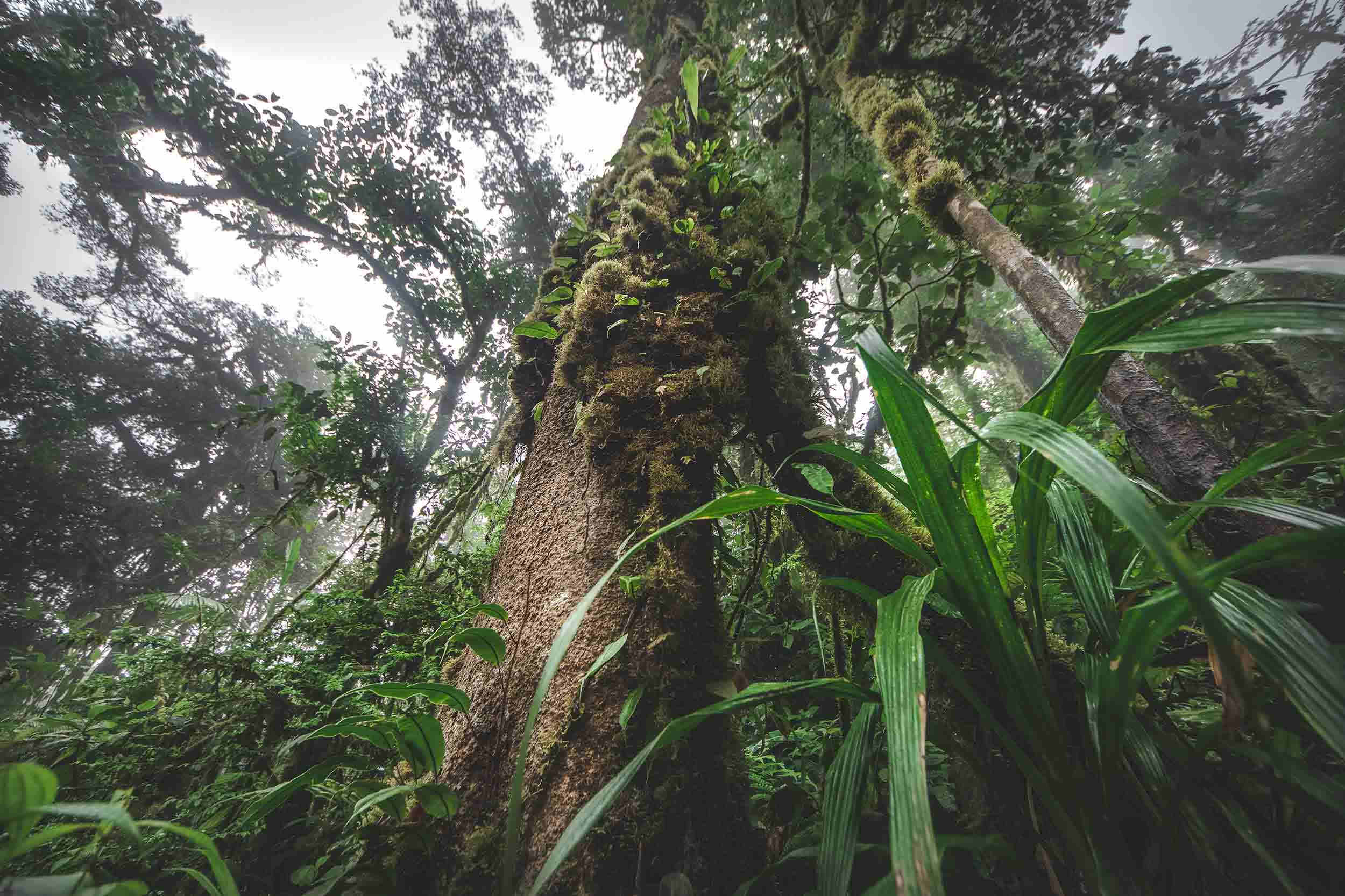 Immersion sous la canopée de la jungle équatoriale d'altitude forêt tropicale humide de nuages du Costa Rica