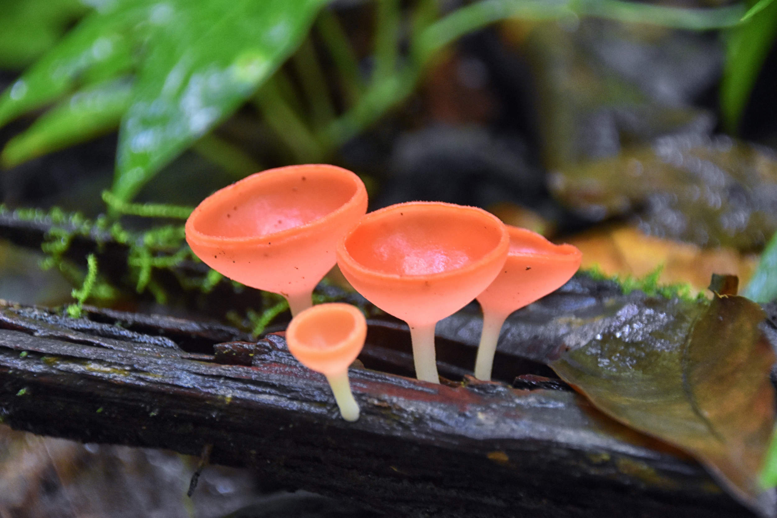 Champignons roses Cookeina speciosa en vue rapprochée sur le bois d'une branche de la jungle équatoriale d'altitude forêt tropicale humide de nuages du Costa Rica