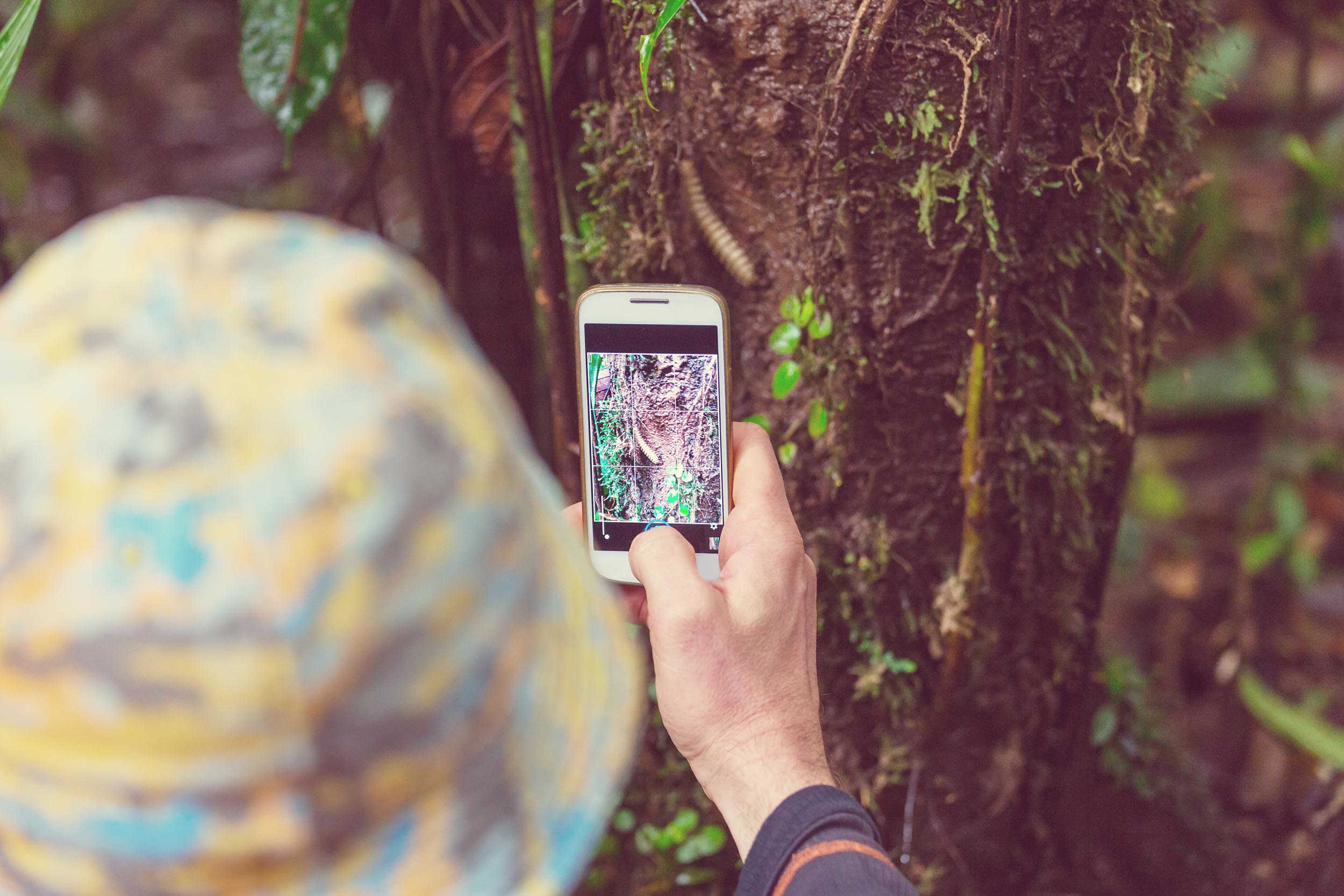Touriste à chapeau photographiant avec son téléphone portable un mille-pattes marchant sur un tronc d'arbre de la jungle équatoriale forêt tropicale humide