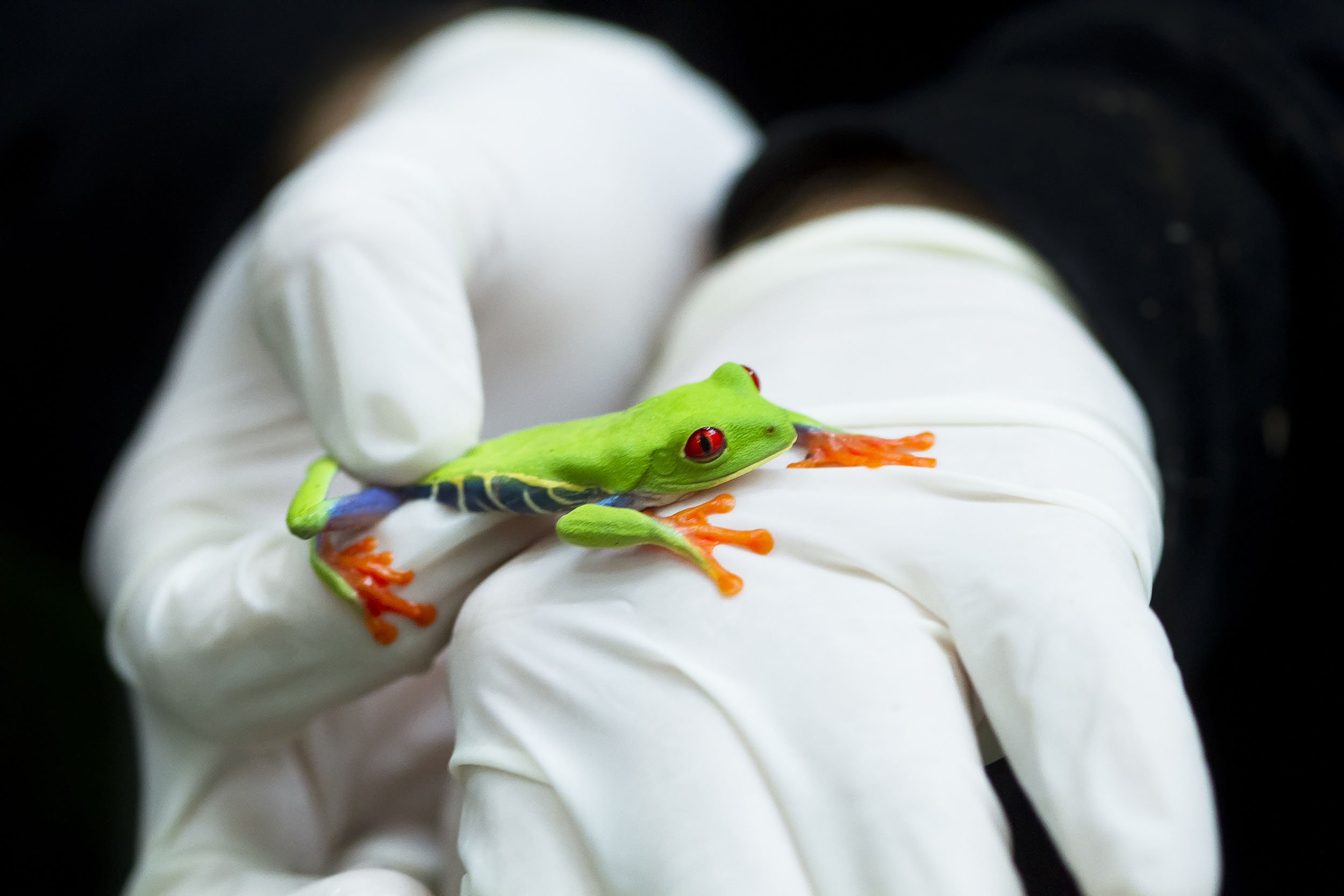Scientifique tenant dans ses mains une grenouille verte aux yeux rouges Agalychnis callidryas dans le cadre d'un inventaire dans la jungle équatoriale d'altitude forêt tropicale humide de nuages du Costa Rica
