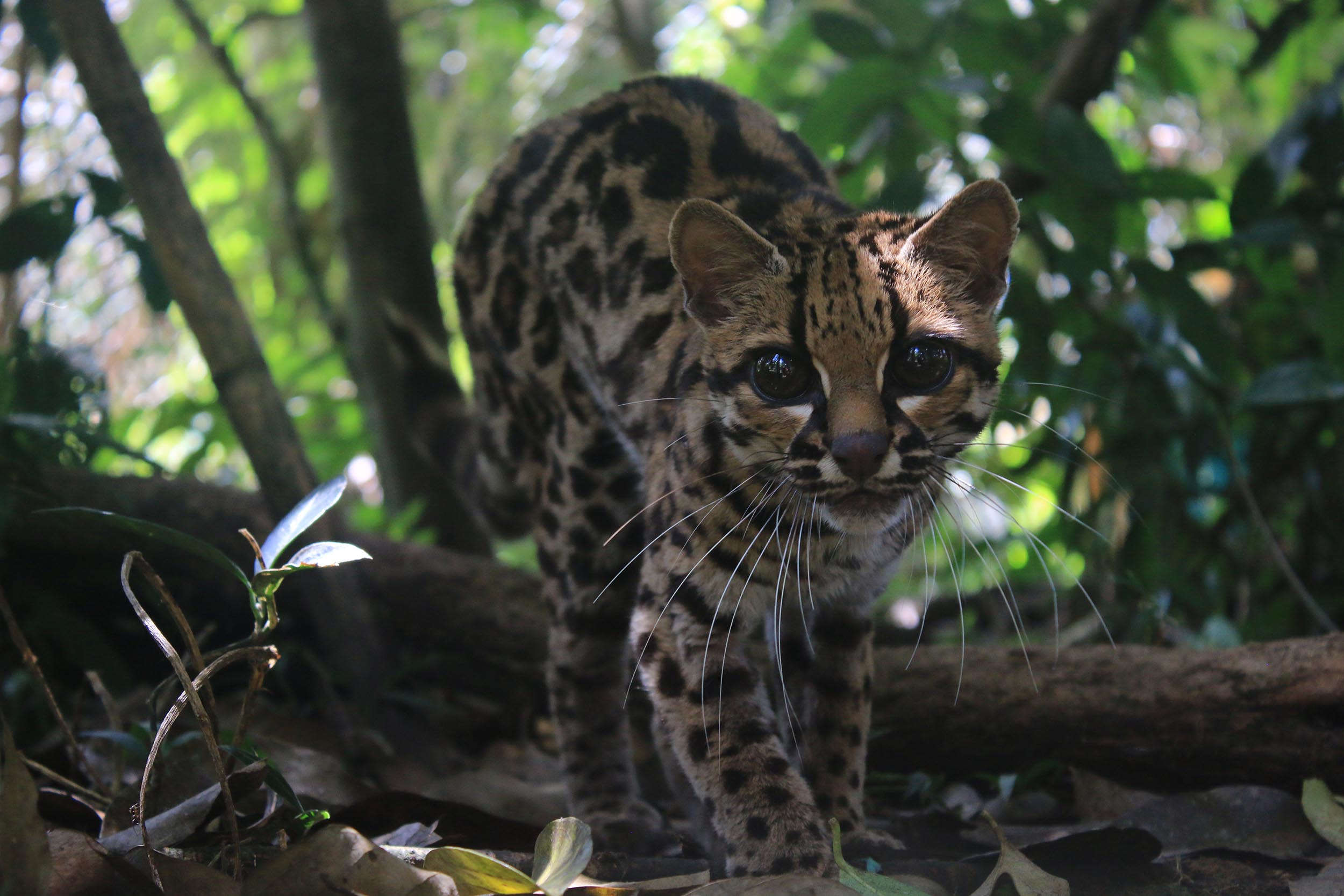 Margay Leopardus wiedii figé face à un piège photo dans la jungle équatoriale forêt tropicale humide