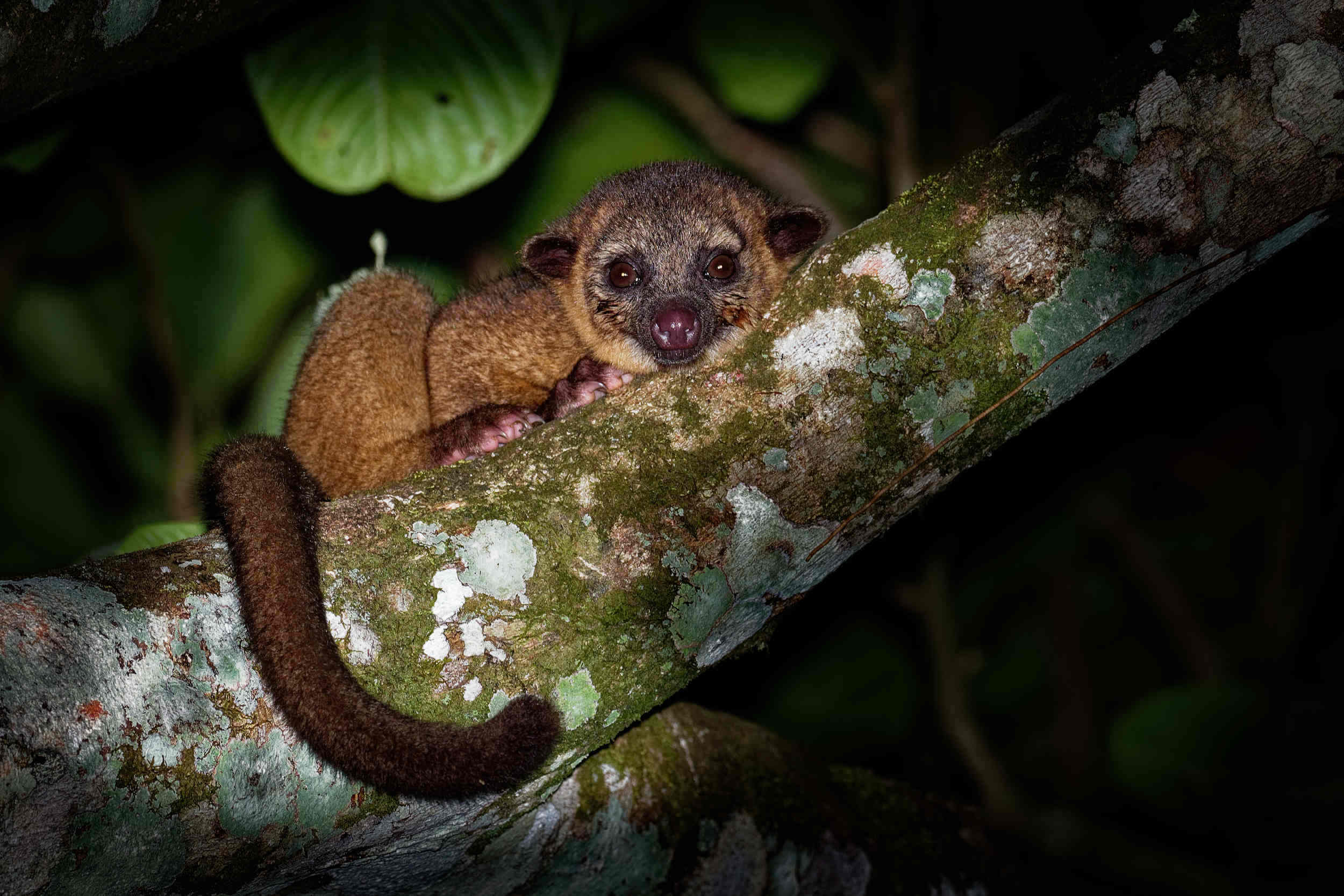 Kincajou Potos flavus photographié de nuit sur une branche de la jungle équatoriale forêt tropicale humide du Costa Rica