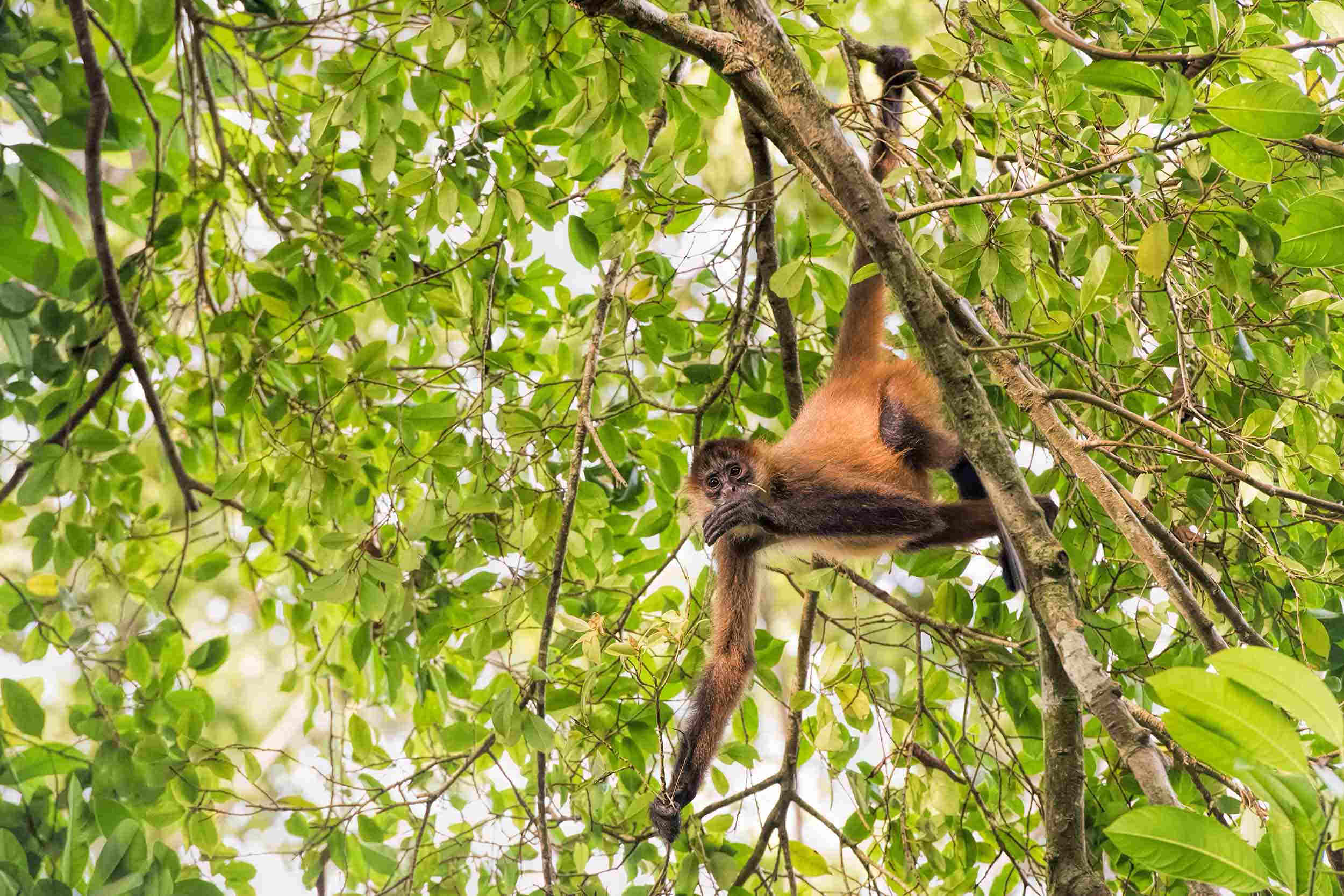 Singe araignée de Geoffroy Atteles geoffroyi suspendu à une branche dans la jungle équatoriale forêt tropicale humide du Costa Rica