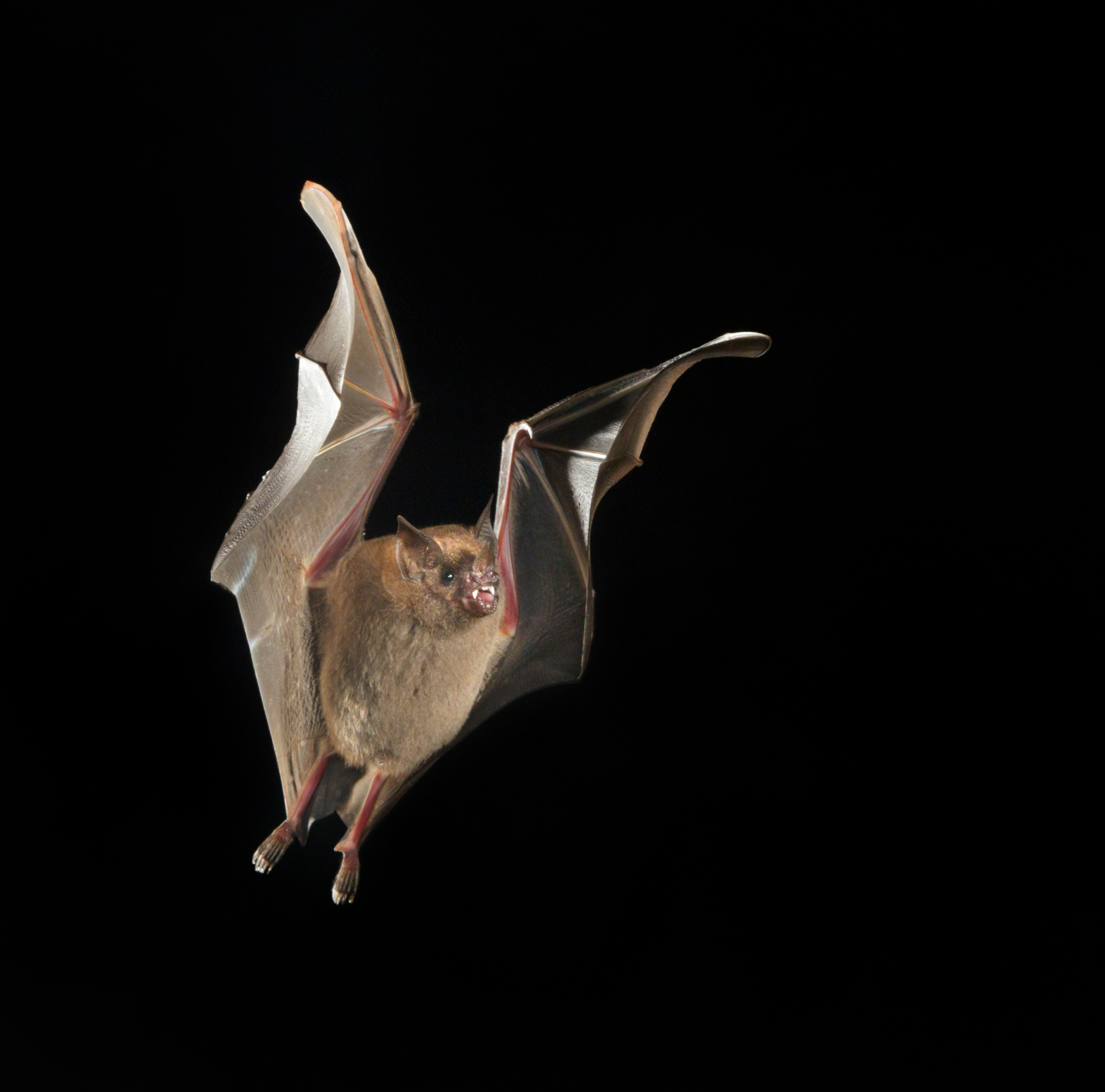 Chauve-souris à queue courte de Seba Carollia perspicillata en vol noctune dans la jungle équatoriale forêt tropicale humide du Costa Rica