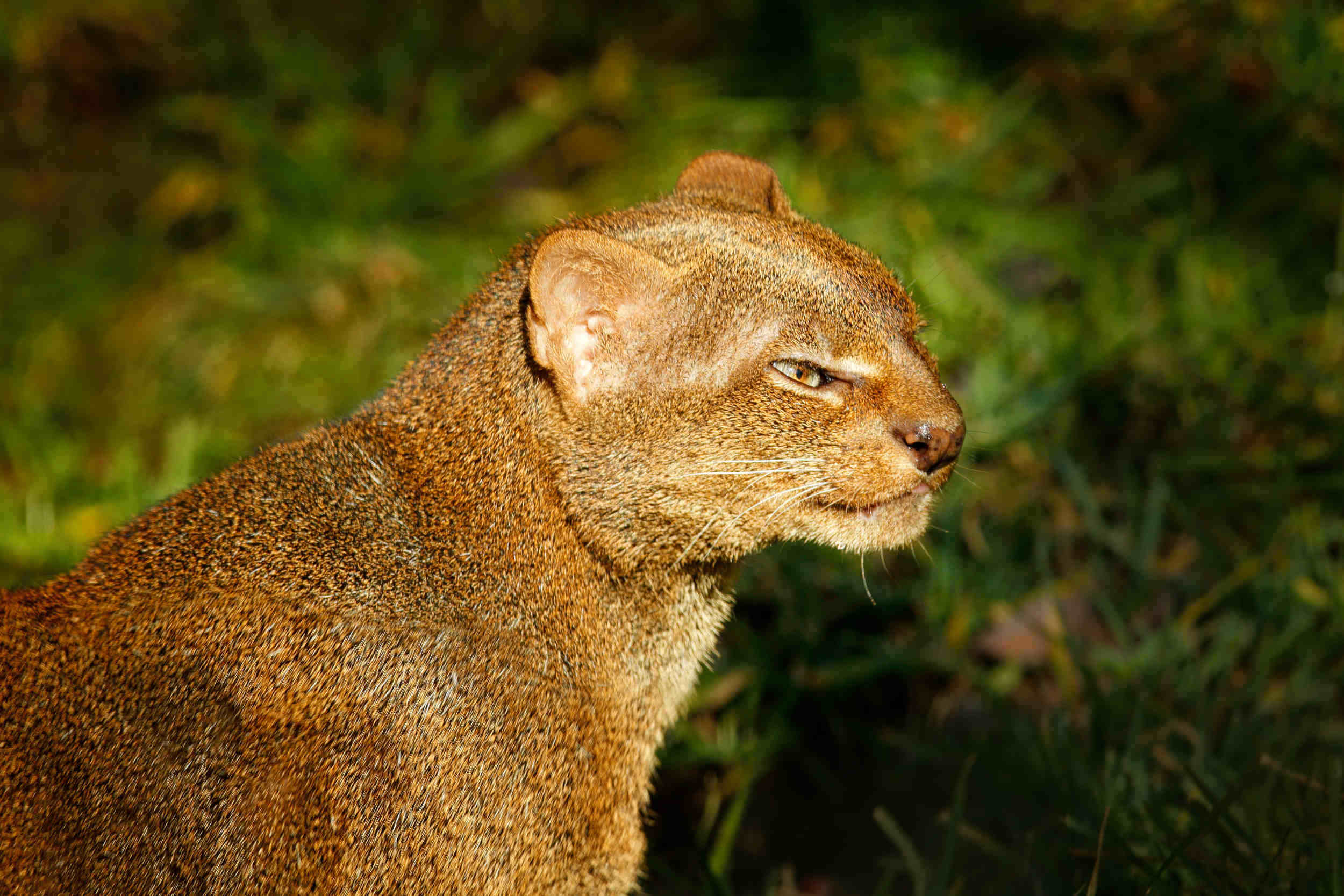 Jaguarundi Hepailurus yagouaroundi en vue rapprochée dans la jungle équatoriale forêt tropicale humide