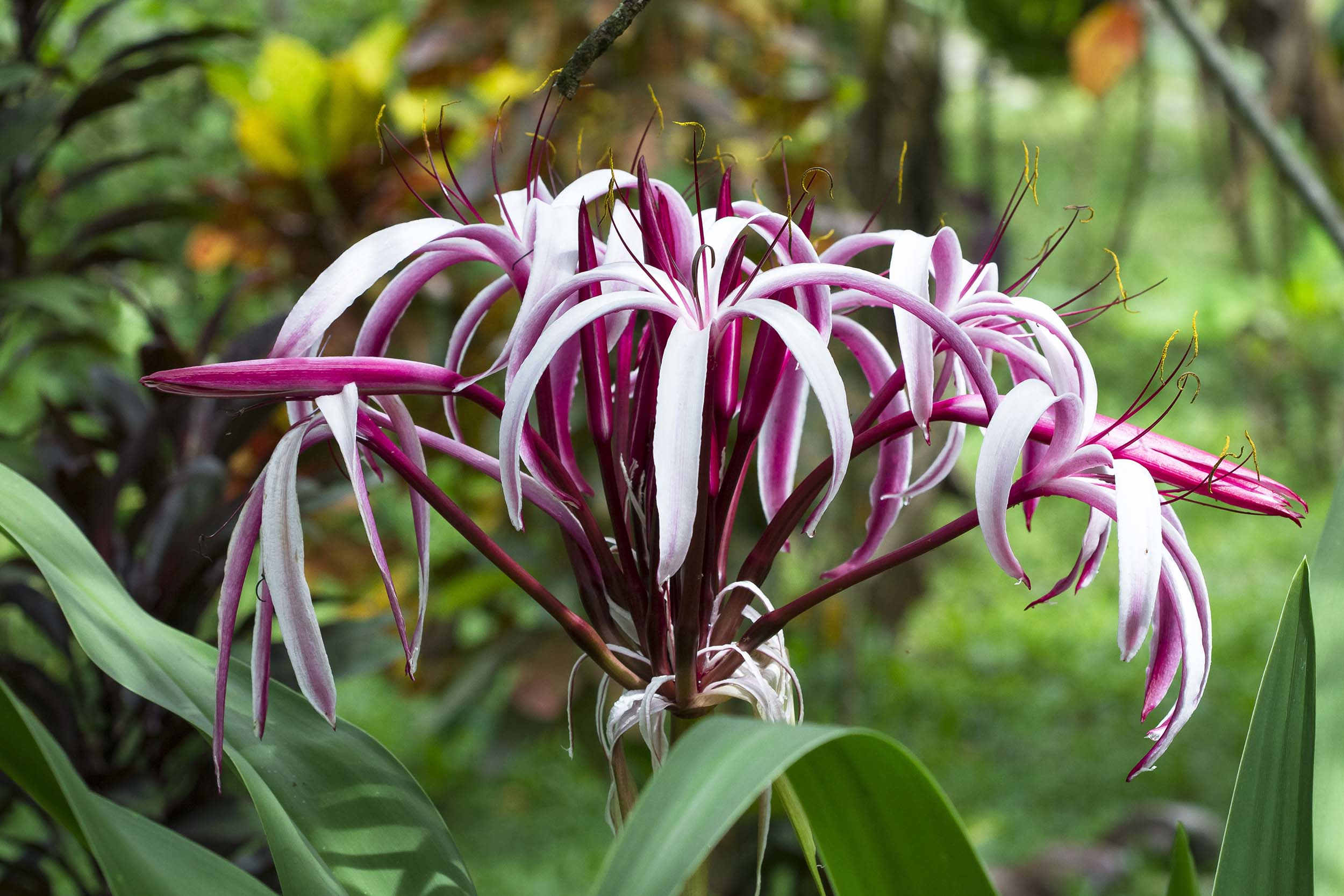 Lys araignée rose et blanc Crinium en vue rapprochée poussant dans la jungle équatoriale forêt tropicale humide du Costa Rica