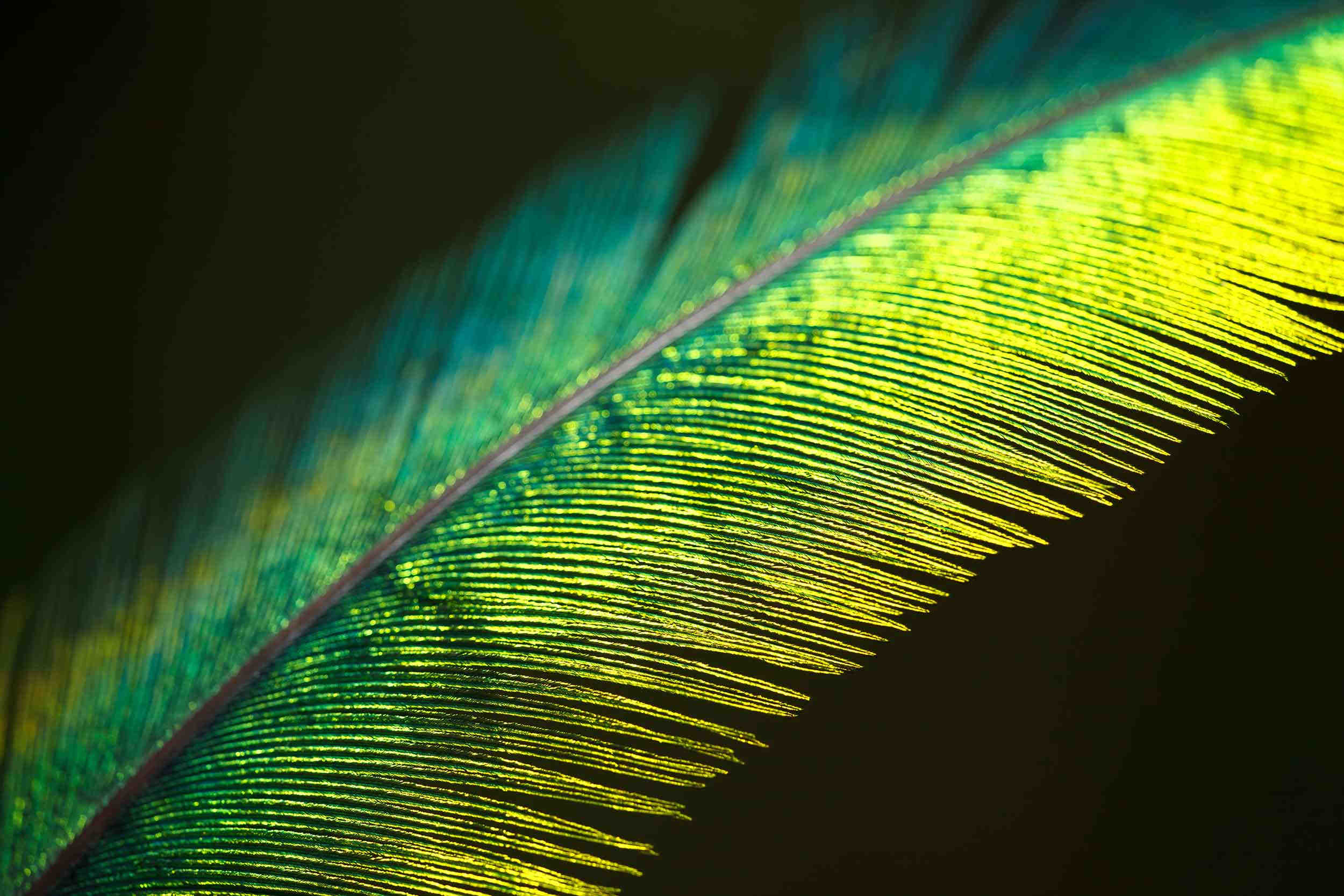 Plume verte caudale de quetzal resplendissant Pharomachrus moccino
