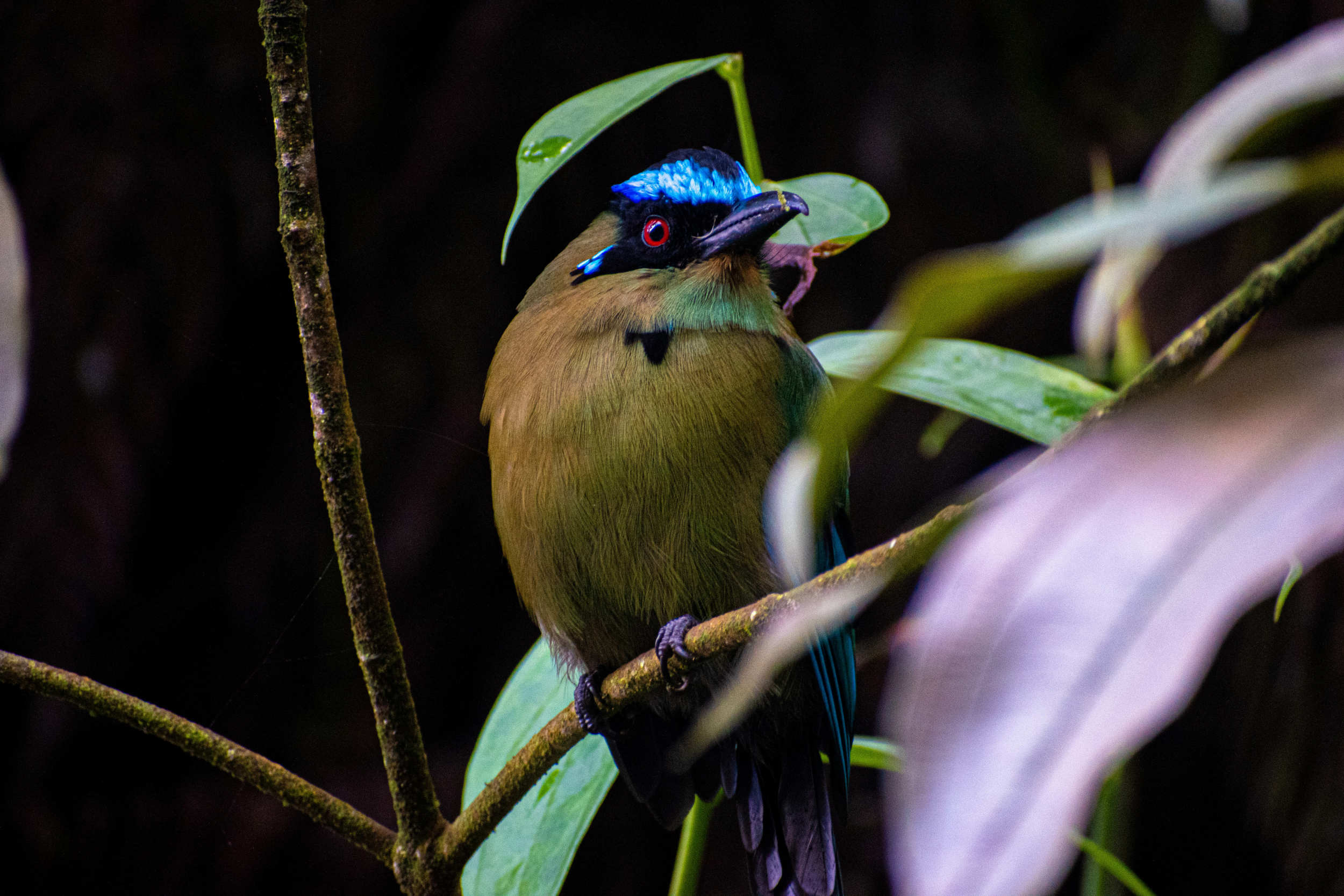 Motmot houtouc Momotus momota brun et bleu électrique, en vue rapprochée, perchée sur une branche de la jungle équatoriale forêt tropicale humide