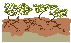 Ecosystème après perturbation Dysclimax